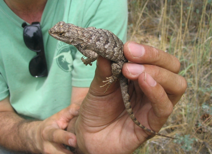 Great Basin Fence Lizard